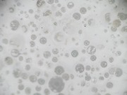 IMG_0012.jpg, фото 1